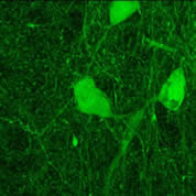 BNST Cells